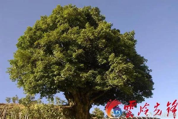 在繁昌人字洞叩问与探寻：“我从哪里来？”