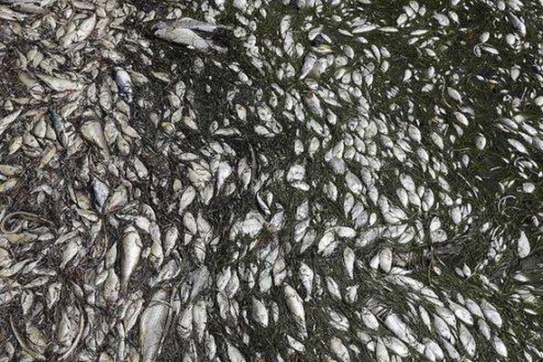 揭秘香港打魚機熱潮：從街機室到手機端的財富與刺激全攻略 