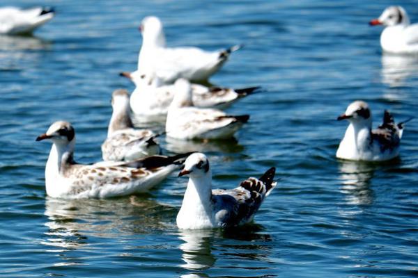 大力推进生态循环农业发展（二）