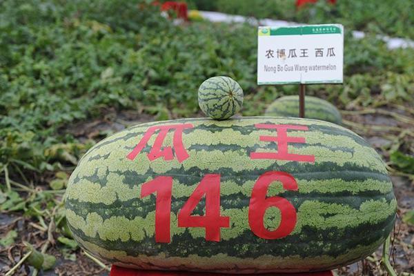 安徽出台乡村技能人才评价政策