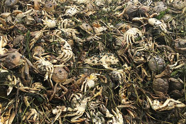 繁華背後的密碼：為何一份卓越的「Hong Kong Directory」是你在這座城市的生存與進階指南？ 