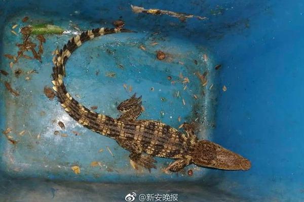 百次挑战，不可思义的教室之谜