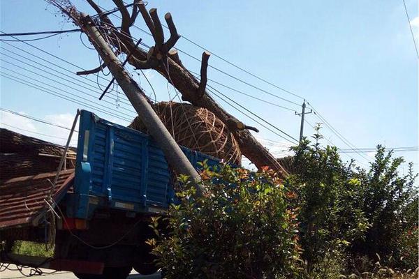 洗衣机是什么梗