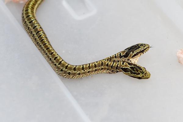 燃爆指尖的綠茵熱血：足球比分直播，帶你直擊進球最前線！ 