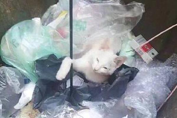  从小白到大神
：羽毛球比赛 派对的入门与进阶