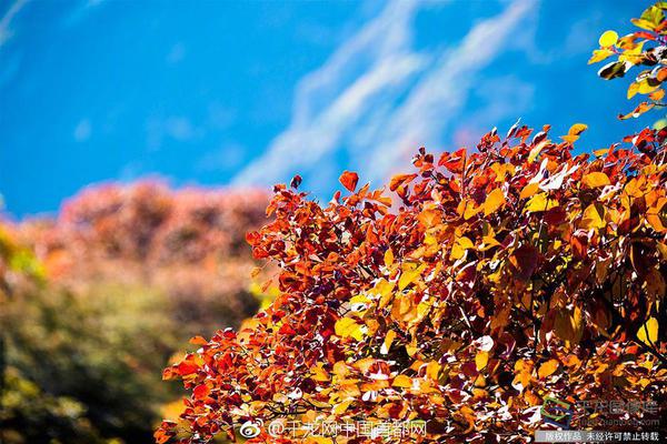 最准一肖一码一一子中特7955全面释义、解释与落实