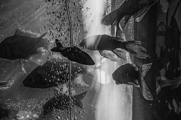 【深度評測】DreamX娛樂城：重新定義你的博弈美學，一場關於財富與感官的巔峰盛宴 