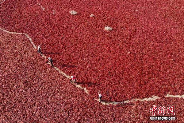 虎出没注意！黑龙江东宁：东北虎已进入林区 未造成牲畜死伤