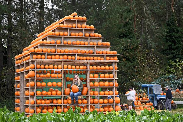 掌控勝局，就在指尖：香港賽馬會網上投注戶口全攻略，開啟您的智慧博彩新生活 