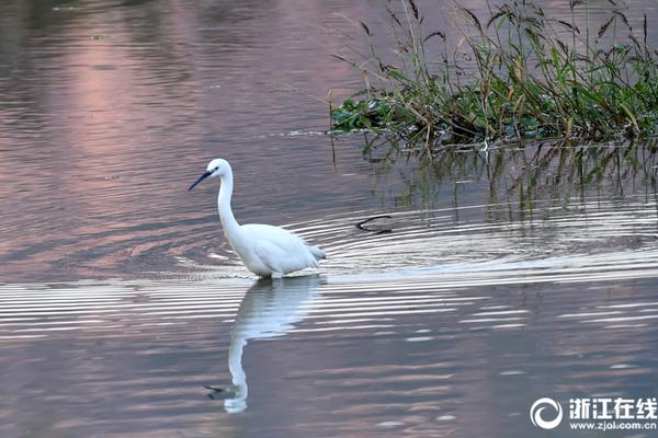 冯提莫和周传雄是什么梗