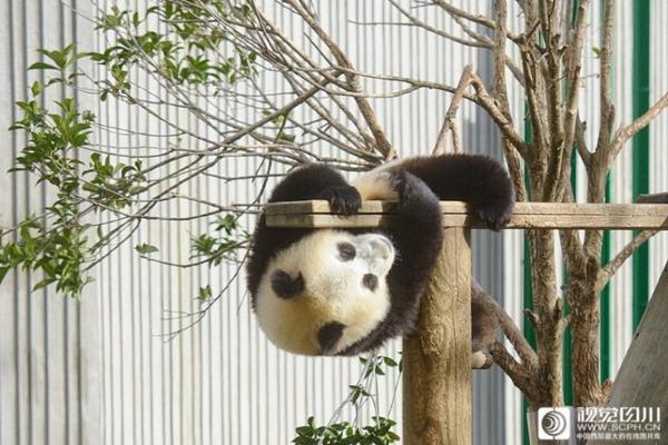 日本加严农药唑虫酰胺和嘧啶磺隆在农食产品中的最大残留限量标准