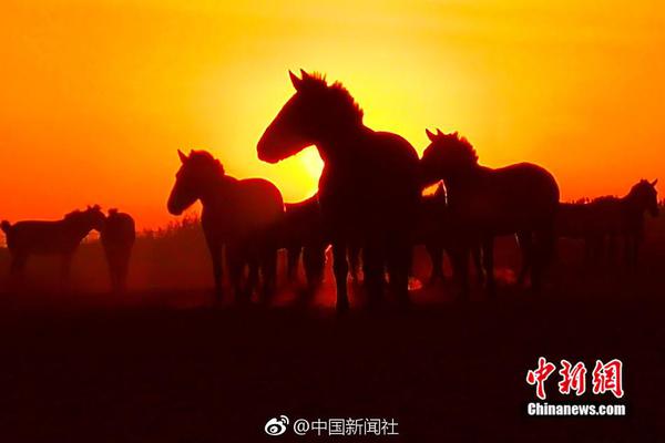 日本胖熊官网，在线视频观看与剧情介绍