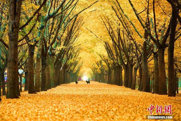 巴西狂欢节几月几日 