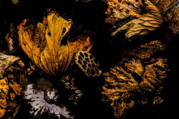 我想吃火鍋是什么梗 