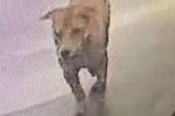 中超：河南嵩山龙门平大连人