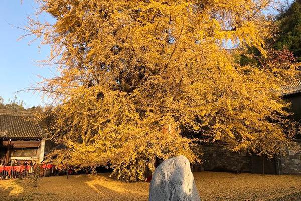 德乙新赛季拉开大幕！汉诺威首战能否战胜升班马？