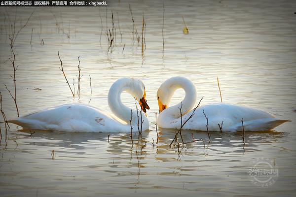  莲子怎么晒干不变色
