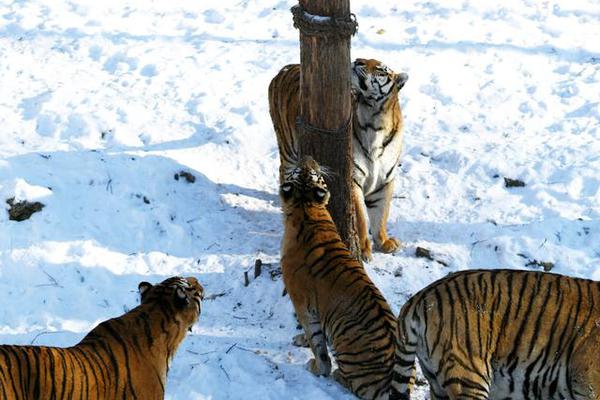 雲端上的微巨人：揭秘馬圈最殘酷的「身高生死線」，為何170公分竟是職業終點？ 