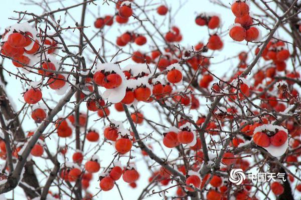 茉莉花与小偷，在线视频与剧情介绍