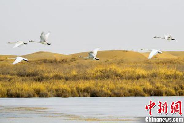 正版资料免费大全,详细解答、解释与落实