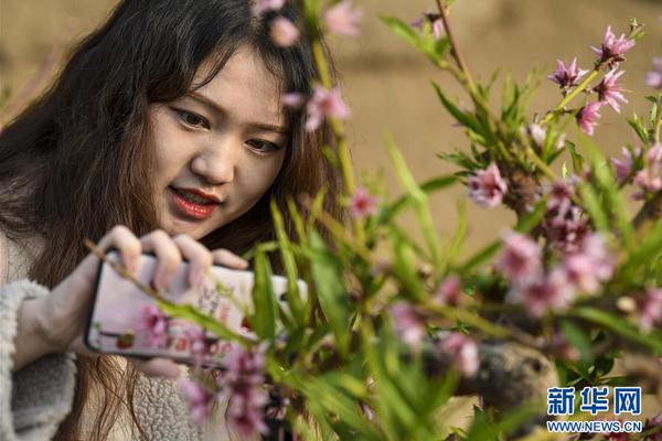 広大な茶畑で桜が見頃に　福建省漳平市
