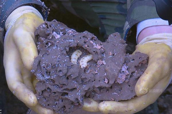 小麦进入返青期 各地为麦苗“把脉问诊”确保粮食安全