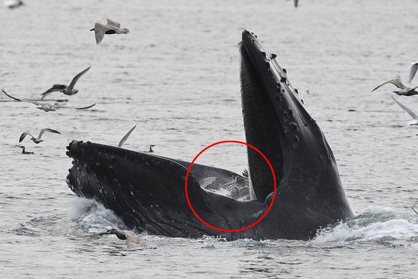  CIGS薄膜技术：中国光伏产业升级的较佳选择,行业资讯