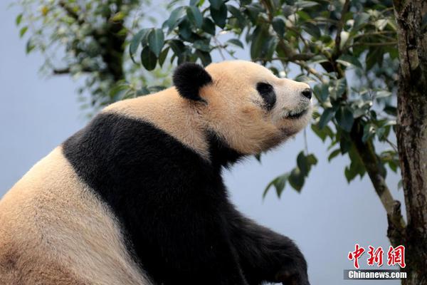单板滑雪名将肖恩·怀特欲“改行”滑板