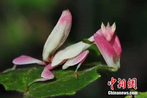冬菇鸡汤(冬菇鸡汤怎么炖好喝又营养)