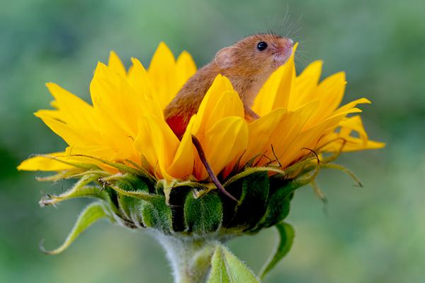  未来展望
：F1 攻略将如何改变我们的生活�？