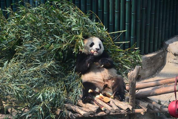 不忍直视 特鲁多会见安倍时2次将日本叫成"中国"