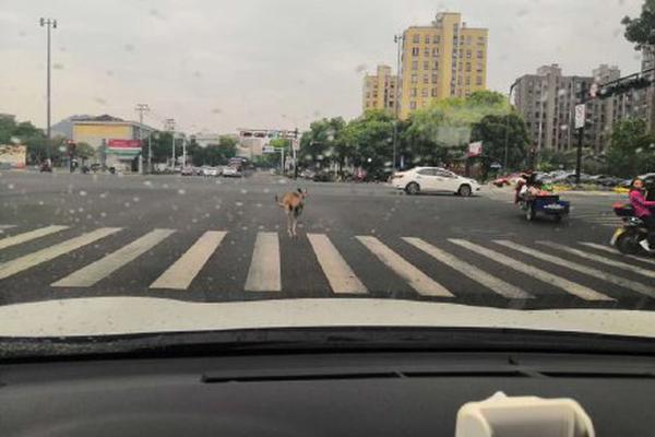 洛阳晚报-乐鱼app(leyu)官方网站-乐鱼官网