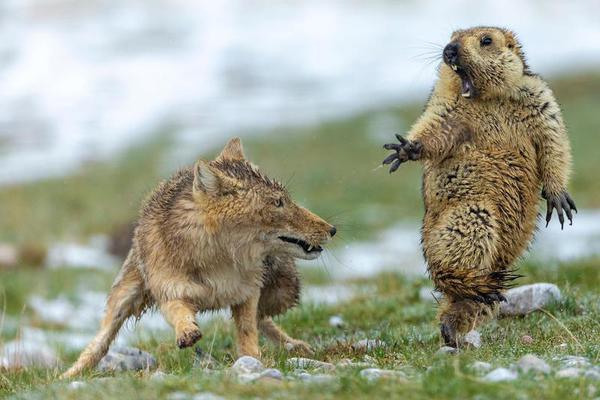 nba全明星时间-乐鱼app(leyu)官方网站-乐鱼官网