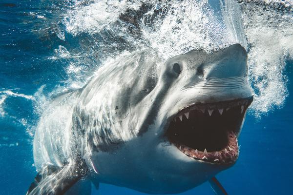 尹比加兰-乐鱼app(leyu)官方网站-乐鱼官网