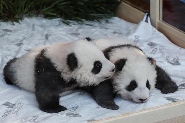 桑顿-乐鱼app(leyu)官方网站-乐鱼官网