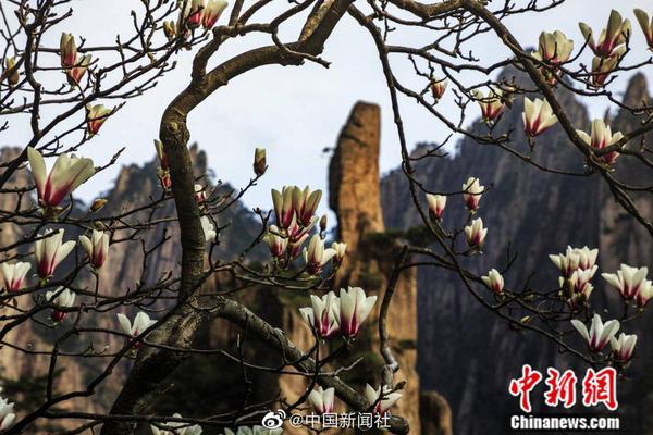 法布雷加斯转会