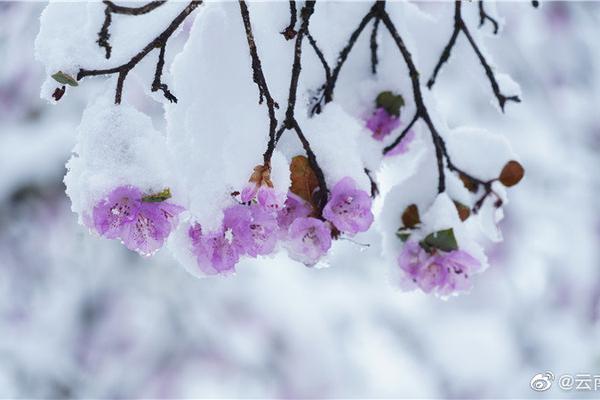 加泰罗尼亚联队-乐鱼app(leyu)官方网站-乐鱼官网