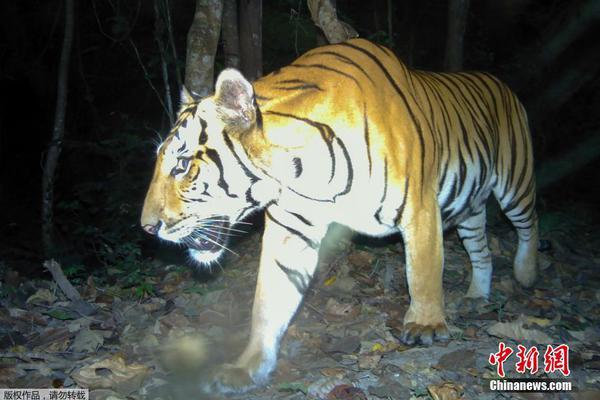 2012尤文图斯阵容