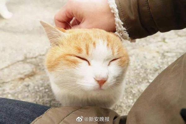 南美解放者杯积分榜-乐鱼app(leyu)官方网站-乐鱼官网