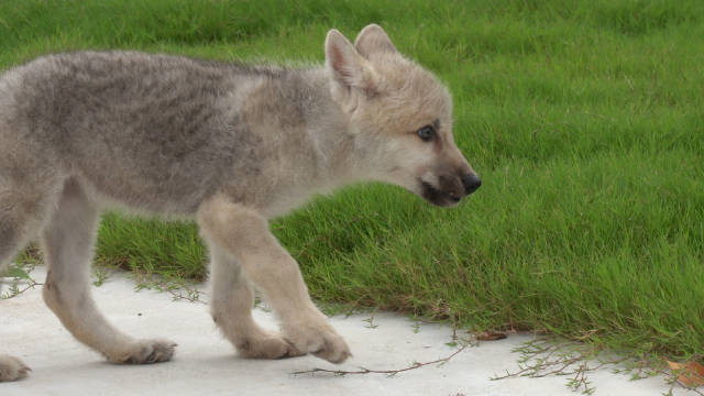 世界首例克隆北极狼在京出生