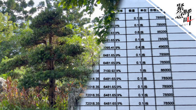 公园被举报采购树每棵80万
