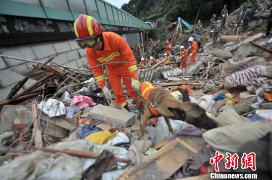 浙江丽水山体滑坡救援犬负伤搜救 李正坤 摄