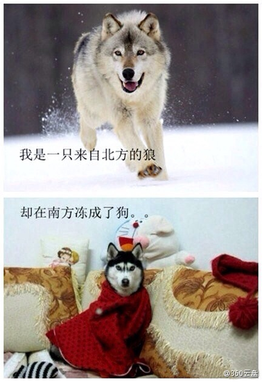 貂狼什么道成语(3)