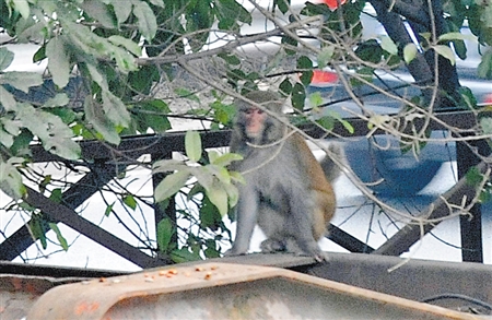 猴子怕人躲到树枝下面 本组图片由记者 张路桥 摄