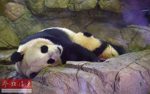 资料图片：在美国华盛顿国家动物园，大熊猫幼仔“宝宝”依偎在母亲“美香”的怀里睡觉。