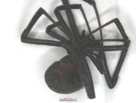 “黑寡妇”蜘蛛。资料图