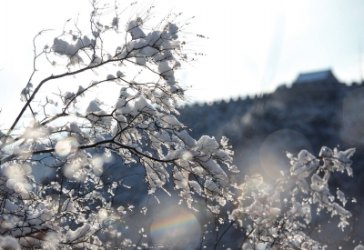 杏枝上挂满雪花，在阳光的照射下仿佛盛开的杏花，分外美丽。