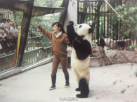 熊猫盼盼