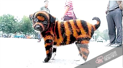 棠城公园有狗贩在卖虎皮犬，专家证实没有这种品种，狗儿是被染色了。受访者供图
