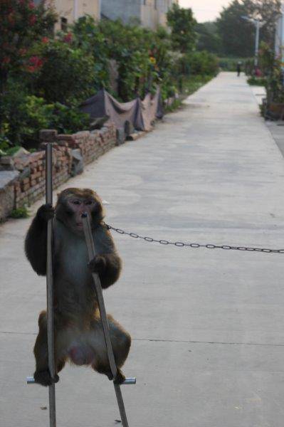 猴子被迫表演
